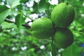 tree, green, fruit, food, leaf, branch, walnut, nature, nut, garden, fresh, leaves, healthy, agriculture, lemon, plant, organic, r Royalty Free Stock Photo