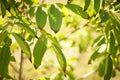 Walnut tree green leaves with dry brown ends on the tree