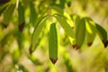 Walnut tree green leaves with dry brown ends on the tree branch