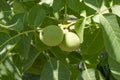 Walnut tree grows awaiting harvest