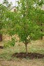 Walnut tree grows in a summer garden with excavated soil under it