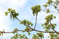 The walnut tree has bloomed Flowers - the earrings are beautiful