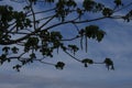 The walnut tree has bloomed Flowers - the earrings are beautiful