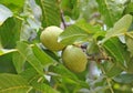 Walnut tree (Juglans regia) with fruit Royalty Free Stock Photo