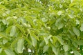 Walnut tree foliage. Royalty Free Stock Photo
