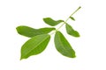 Walnut tree leaf isolated on white background Royalty Free Stock Photo