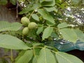 Walnut tree Royalty Free Stock Photo