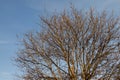 Walnut tree without leaves against the blue sky Royalty Free Stock Photo