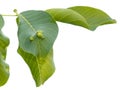 Walnut Tree leaves disease damaged by mite Royalty Free Stock Photo