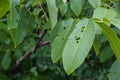 Walnut Tree Leaves Eaten by Insects