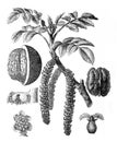 Walnut tree or plant Juglans regia / Antique engraved illustration from Brockhaus Konversations-Lexikon 1908