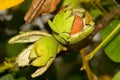 Walnut in tree Royalty Free Stock Photo