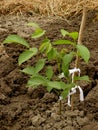 Walnut tree sapling