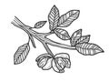 Walnut tree sketch vector illustration