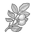 Walnut tree sketch vector illustration