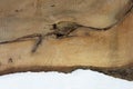 walnut tree slab, rustic solid wood detail with crack and bark