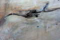 walnut tree slab, rustic solid wood detail with crack