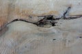 walnut tree slab, rustic solid wood detail with crack