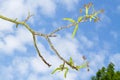 Walnut tree in spring Royalty Free Stock Photo