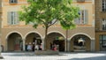 Walnut tree, symbol of Bellinzona