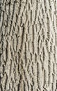 Walnut tree texture close up Royalty Free Stock Photo