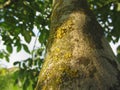 Walnut tree trunk with yellow moss fungus and lichens Royalty Free Stock Photo