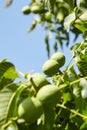 Walnut tree with walnut fruit in green pericarp Royalty Free Stock Photo