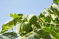 Walnut tree with walnut fruit in green pericarp Royalty Free Stock Photo