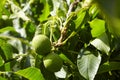 Walnut tree with walnut fruit in green pericarp Royalty Free Stock Photo