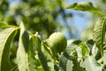 Walnut tree with walnut fruit in green pericarp Royalty Free Stock Photo