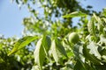 Walnut tree with walnut fruit in green pericarp Royalty Free Stock Photo
