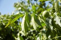 Walnut tree with walnut fruit in green pericarp Royalty Free Stock Photo