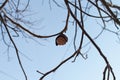 Walnut tree with walnut fruit in winter time on branch Royalty Free Stock Photo
