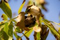 walnut on tree Royalty Free Stock Photo