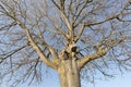 Walnut tree in winter Royalty Free Stock Photo