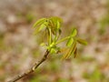 Walnut tree young spring leaves