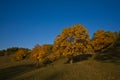 Walnut trees in autumn season Royalty Free Stock Photo