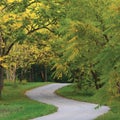 Walnut Trees In Autumnal Park, Large Detailed Vertical Landscaped Autumn Path Scene, Twisting Tarmac Walkway, Winding Asphalt Road Royalty Free Stock Photo