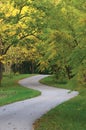 Walnut Trees In Autumnal Park, Large Detailed Vertical Landscaped Autumn Path Scene, Twisting Tarmac Walkway, Winding Asphalt Road Royalty Free Stock Photo