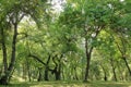 Walnut trees in a walnut forest in Arslanbob in Kyrgyzstan, Central Asia