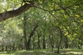 Walnut trees in a walnut forest in Arslanbob in Kyrgyzstan, Central Asia