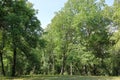 Walnut trees in a walnut forest in Arslanbob in Kyrgyzstan, Central Asia