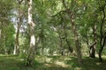 Walnut trees in a walnut forest in Arslanbob in Kyrgyzstan, Central Asia