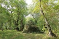 Walnut trees in a walnut forest in Arslanbob in Kyrgyzstan, Central Asia