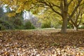 Walnut trees illuminated by the sun in autumn with the leaves on the ground. Royalty Free Stock Photo