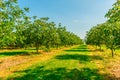 Walnut trees in the light of the sun