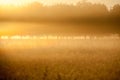 Walnut trees in the mist