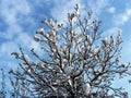 Walnut treetop and fluffy clouds on blue sky