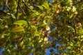 Walnut twig in spring, Walnut tree leaves and catkins close up. Walnut tree blooms, young leaves of the tree in the spring season Royalty Free Stock Photo