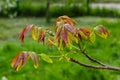 Walnut twig in spring, Walnut tree leaves and catkins close up. Walnut tree blooms, young leaves of the tree in the spring season Royalty Free Stock Photo